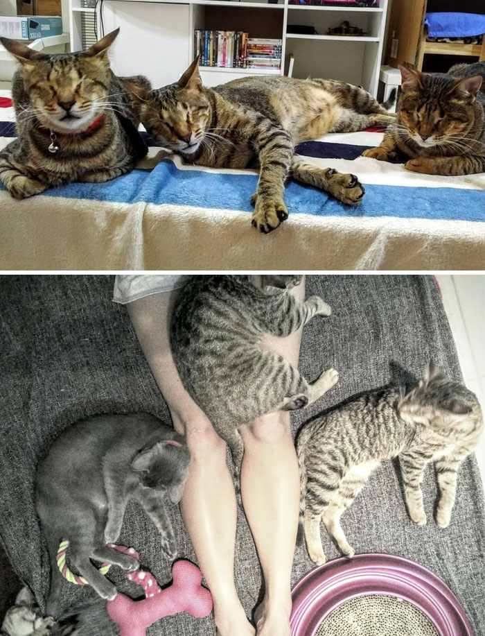 Nobody Wanted These 3 Blind Cats, Until This Woman Decided To Adopt Them