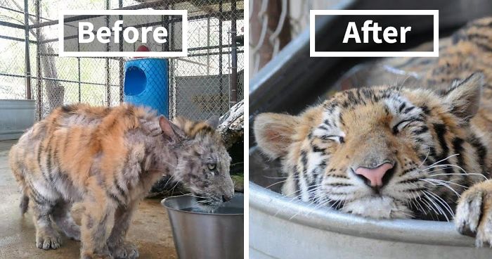 159 Animal Stories That Restored Our Faith In Humanity In 2016