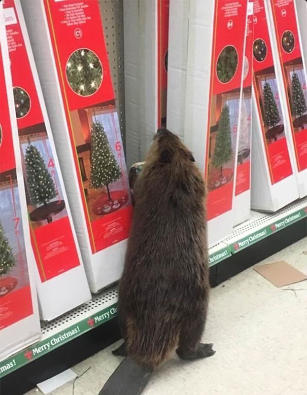 beaver-dollar-store-christmas-tree-shopping-1 beaver-dollar-store-christmas-tree-shopping-1