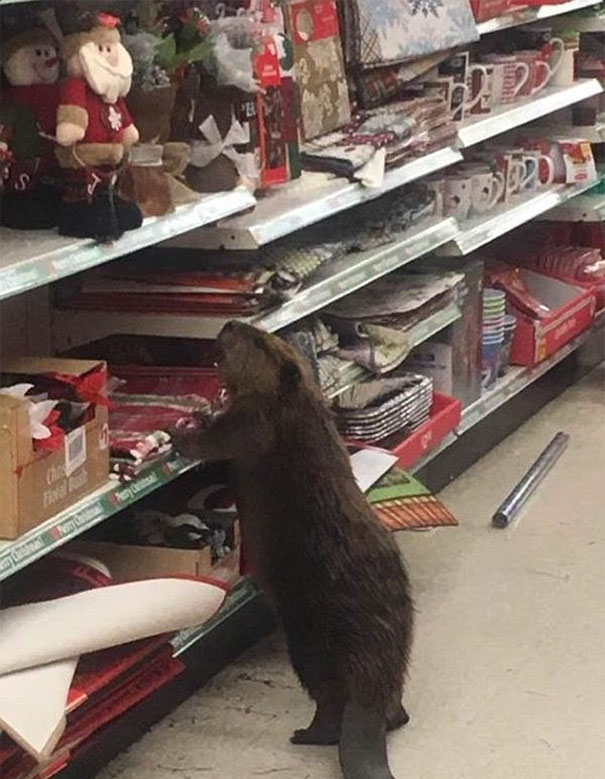 beaver-dollar-store-christmas-tree-shopping-4 beaver-dollar-store-christmas-tree-shopping-4