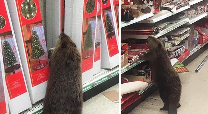 Un castor entró a un supermercado para buscar un árbol de Navidad artificial