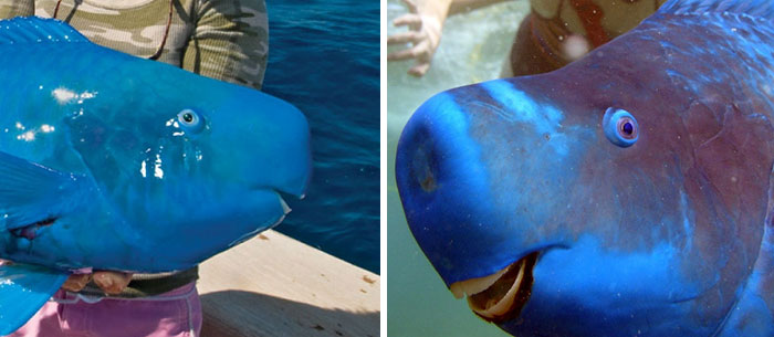 Before And After Being Called A Good Boy