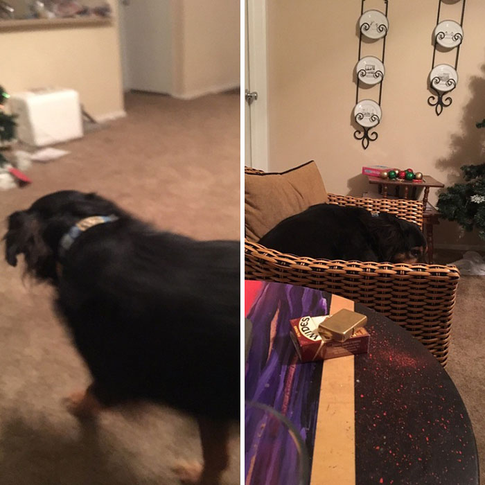 Before And After Being Called A Good Boy