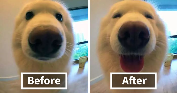 People Are Posting Pics Of Their Animals Before & After Being Called A Good Boy