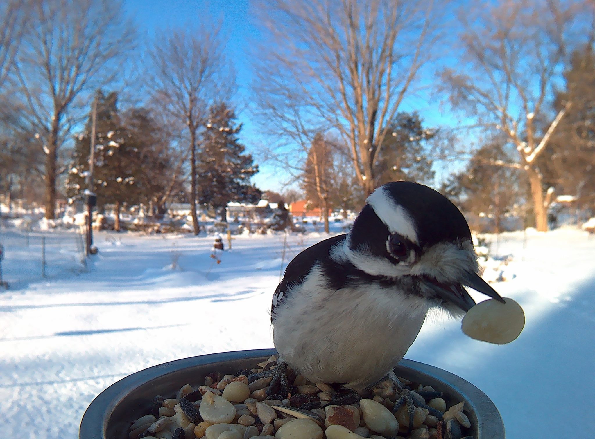 Bird Feeder Photography