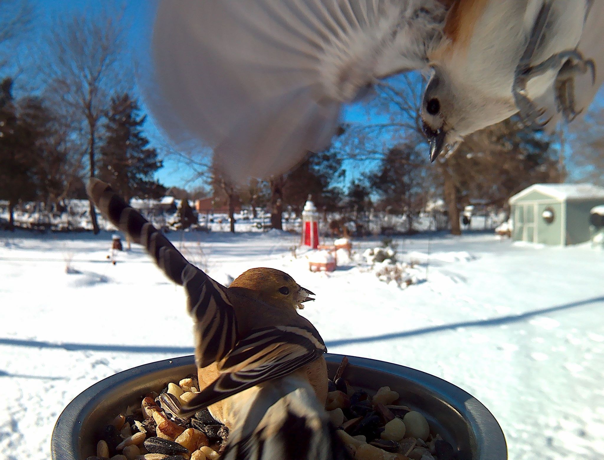 Bird Feeder Photography