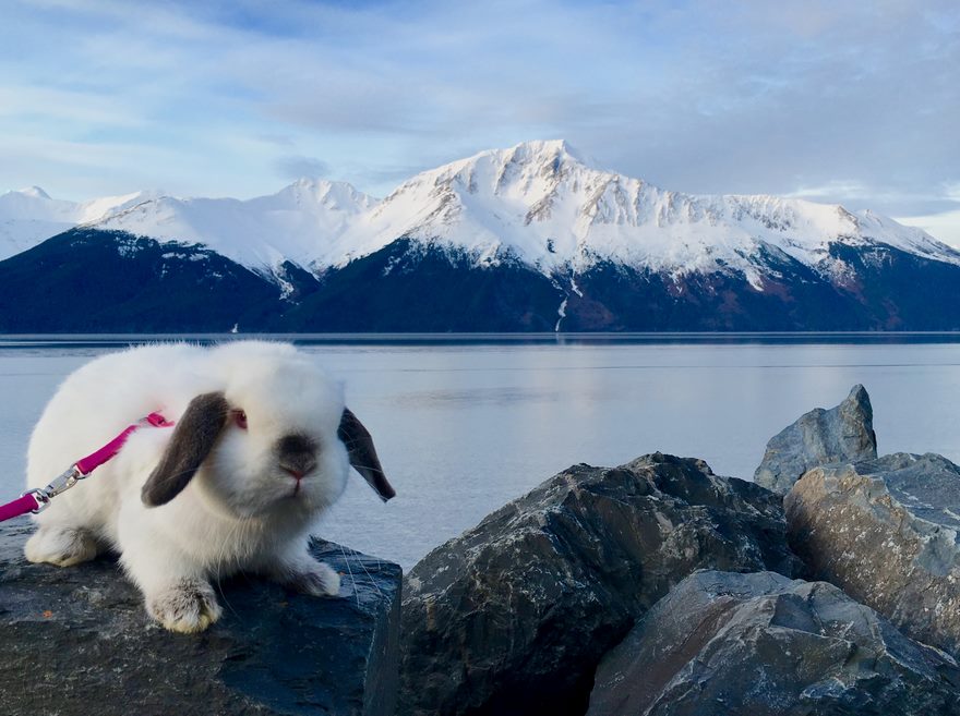 bunny-hiking-buddy-sir-quincey-2 bunny-hiking-buddy-sir-quincey-2