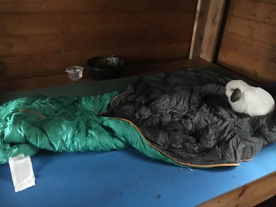 bunny-hiking-buddy-sir-quincey-9 bunny-hiking-buddy-sir-quincey-9