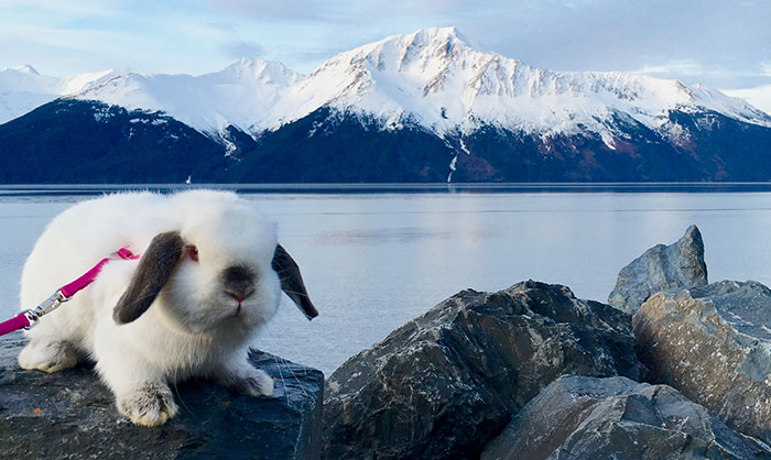 Esta mujer necesitaba un compañero de excursión, y esto es lo que consiguió