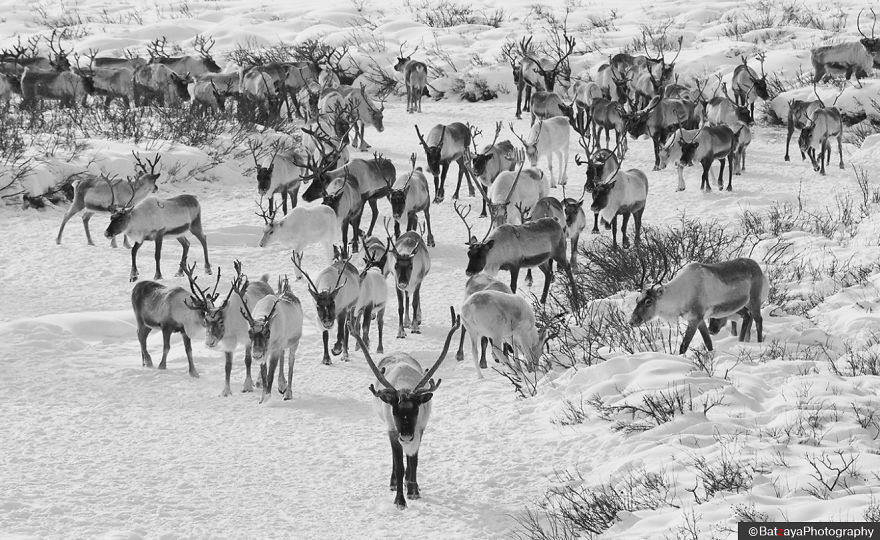 I Documented Mongolia's Mystical Tsaatan Reindeer People