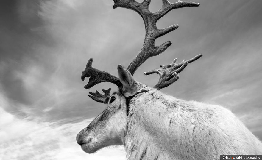 I Documented Mongolia's Mystical Tsaatan Reindeer People