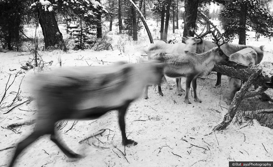 I Documented Mongolia's Mystical Tsaatan Reindeer People