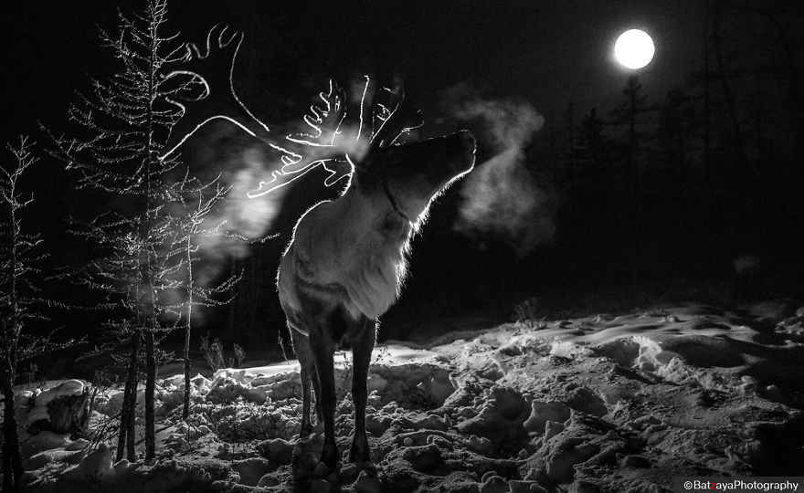I Documented Mongolia's Mystical Tsaatan Reindeer People