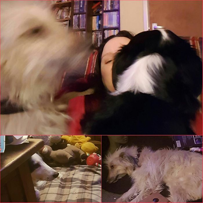 Star And Nina Before (bottom Two) Then After Being Told They Were Good Girls (top Picture)