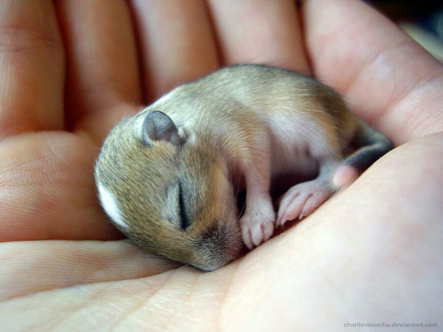 This Is Cocoa Hes Soo Cute