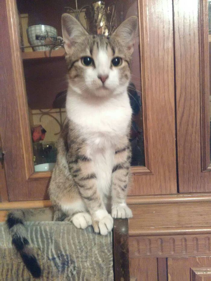 After Asking Who's A Good Boy