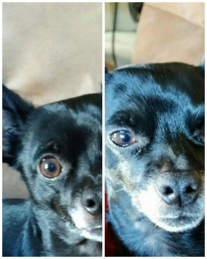 Porkchop After And Befor Being Called A Good Boy