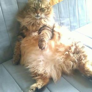 atlantyda-kotika avatar