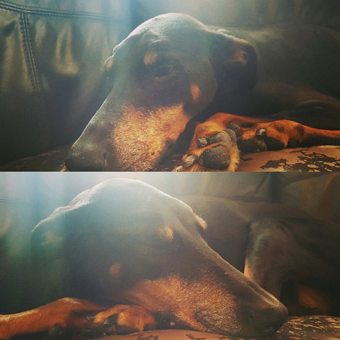 Before And After We Asked Bella If She Was A Good Girl