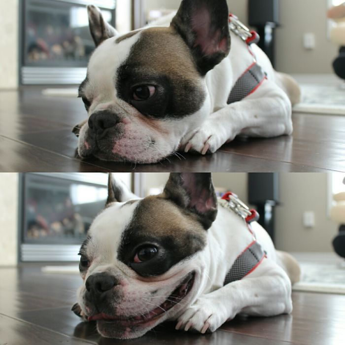 Before And After Being Called A Good Boy