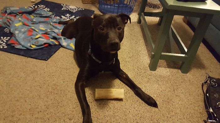 Before Being Told Hes A Good Boy