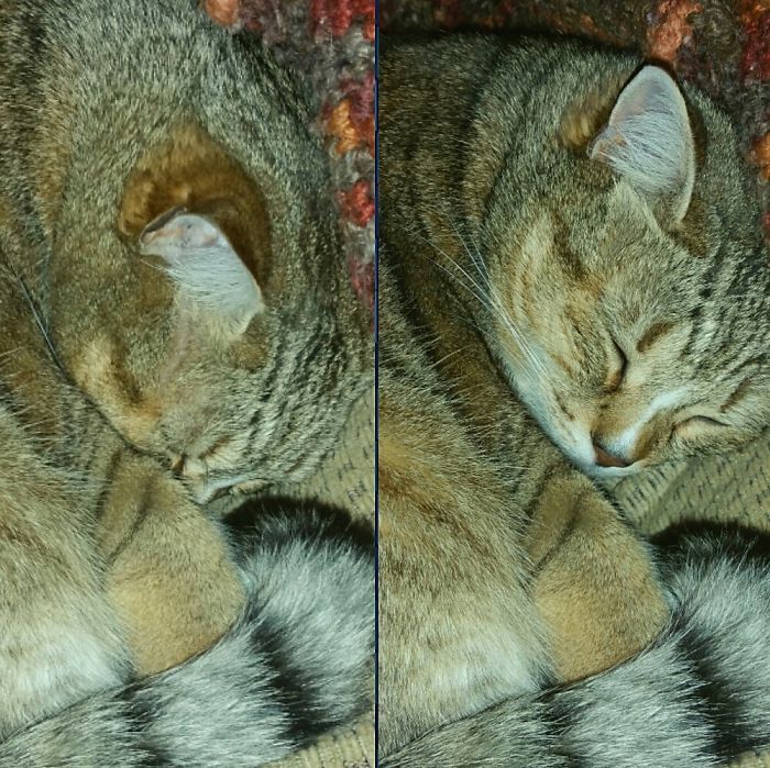 Pixel... Before And After "who's A Good Boy!" 💜