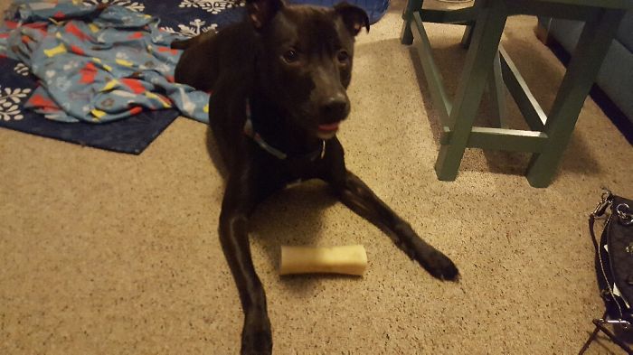 After Being Told Hes A Good Boy