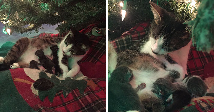 Esta gata dio a luz bajo el árbol de Navidad y fue el mejor regalo