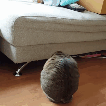 cat-two-back-legs-able-thailand-10 cat-two-back-legs-able-thailand-10