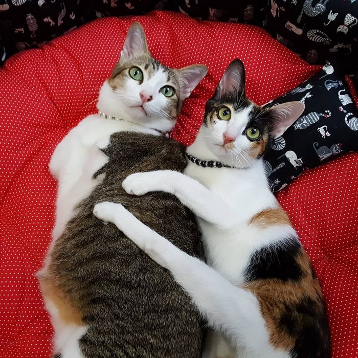 cat-two-back-legs-able-thailand-14 cat-two-back-legs-able-thailand-14