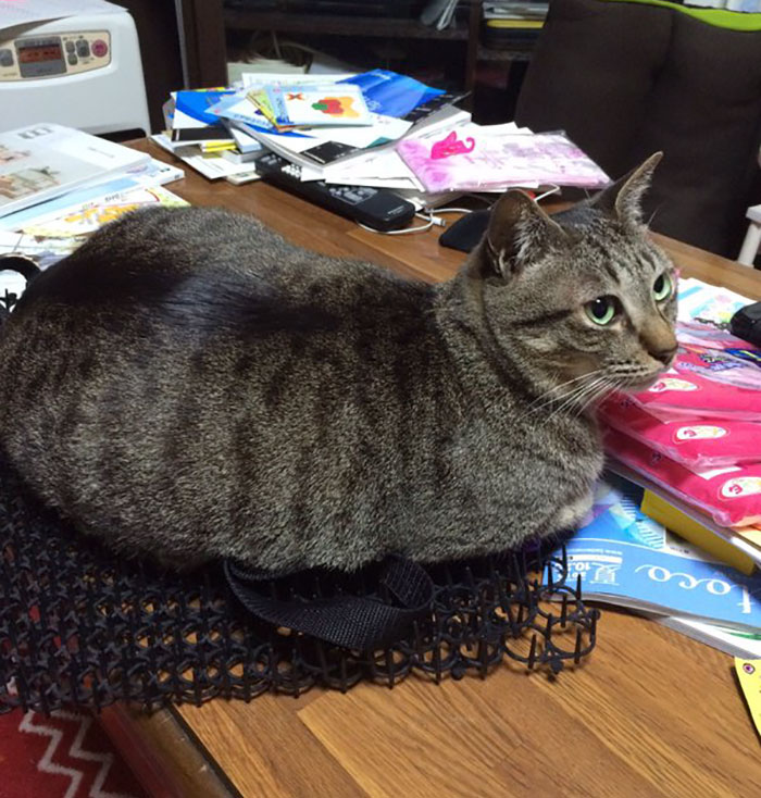 Cats Building Resistance To Cat-deterrent Spikes