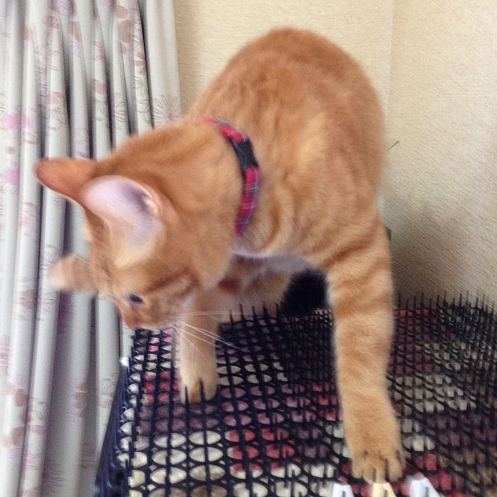 Cats Building Resistance To Cat-deterrent Spikes