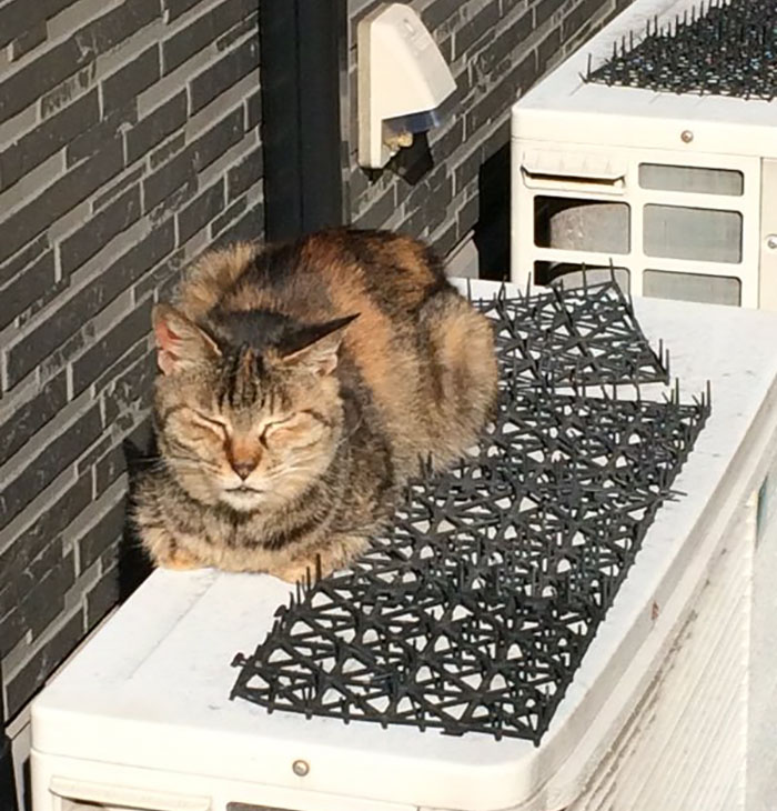 Cats Building Resistance To Cat-deterrent Spikes
