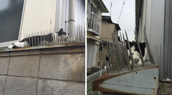 Cats Building Resistance To Cat-deterrent Spikes