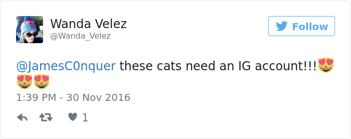 cats-kissing-in-love-louie-luna-03 cats-kissing-in-love-louie-luna-03