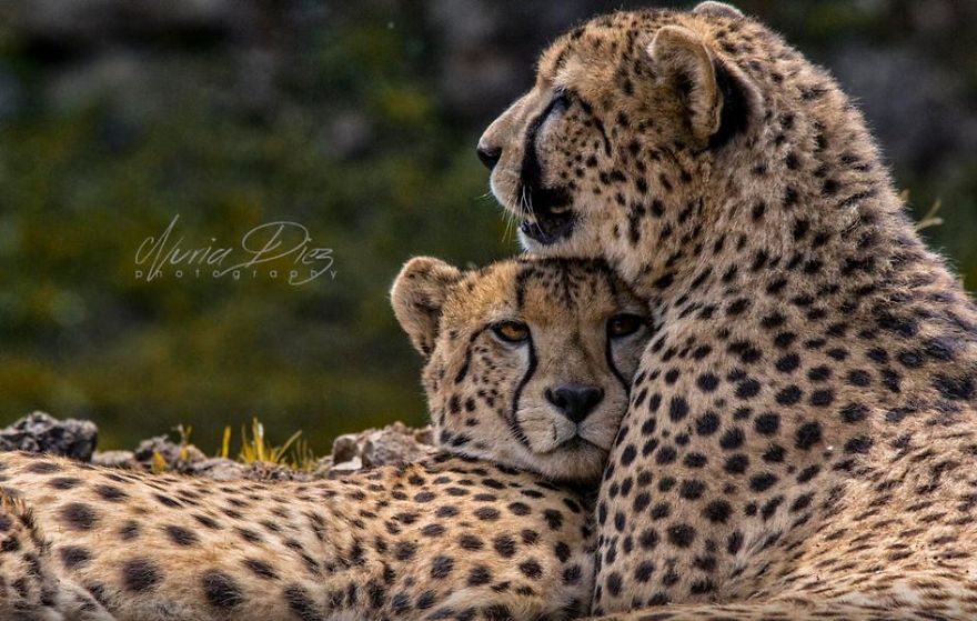 Fastest Animals Of Land Are Rapidly Heading Towards Extinction According To New Study