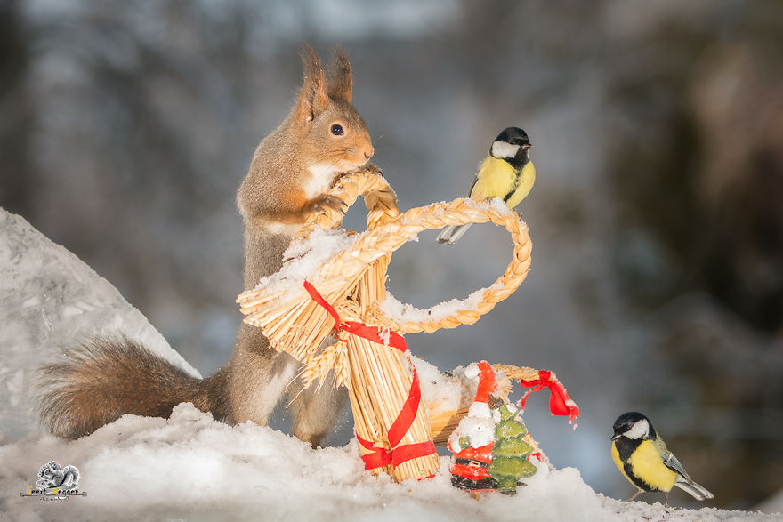Squirrels In A Christmas Mood