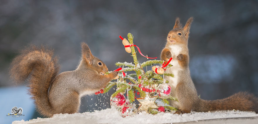 Squirrels In A Christmas Mood Squirrels In A Christmas Mood