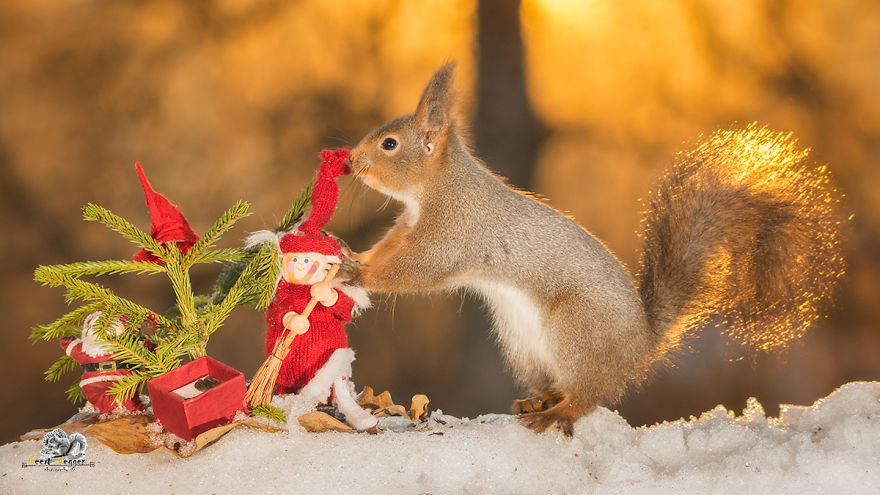 Squirrels In A Christmas Mood Squirrels In A Christmas Mood
