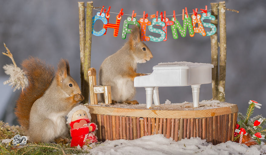 Squirrels In A Christmas Mood