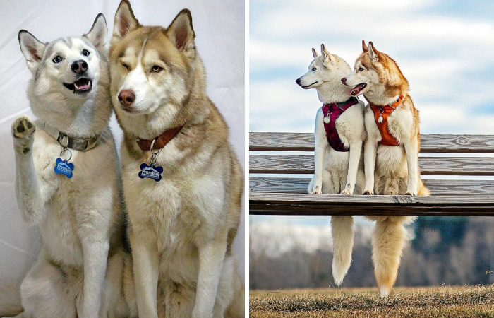 My Beautiful Huskies Helped Me Overcome Clinical Depression And Get On My Feet Again