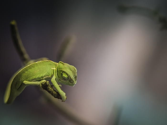 Baby Chameleon