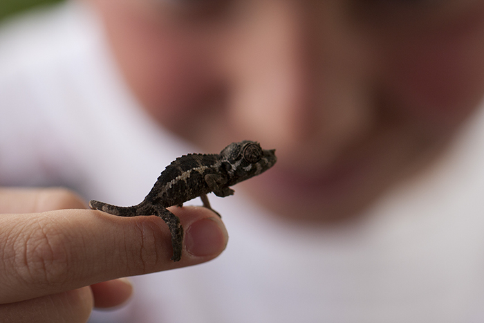 Baby Chameleon