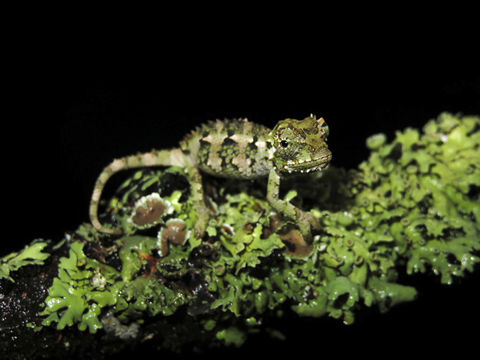 It's A Baby Spiney-Sided Chameleon 