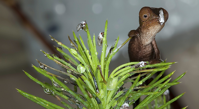 Baby Chameleon With Fruit Fly