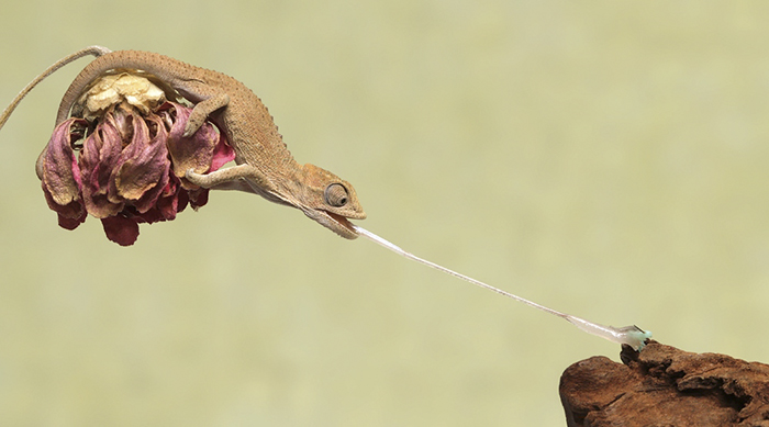 Baby Chameleon's Tongue