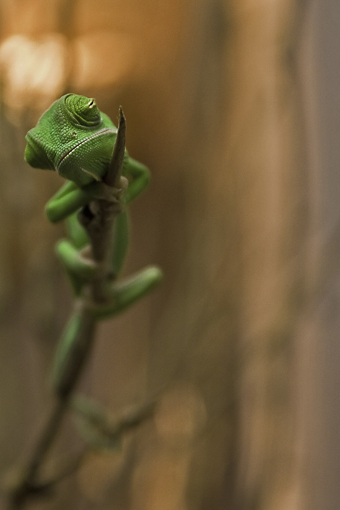 Veiled Chameleon Baby
