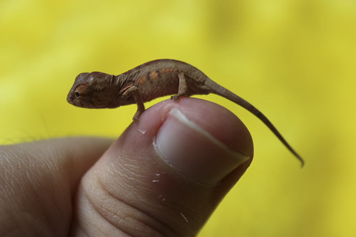 Baby Chameleon