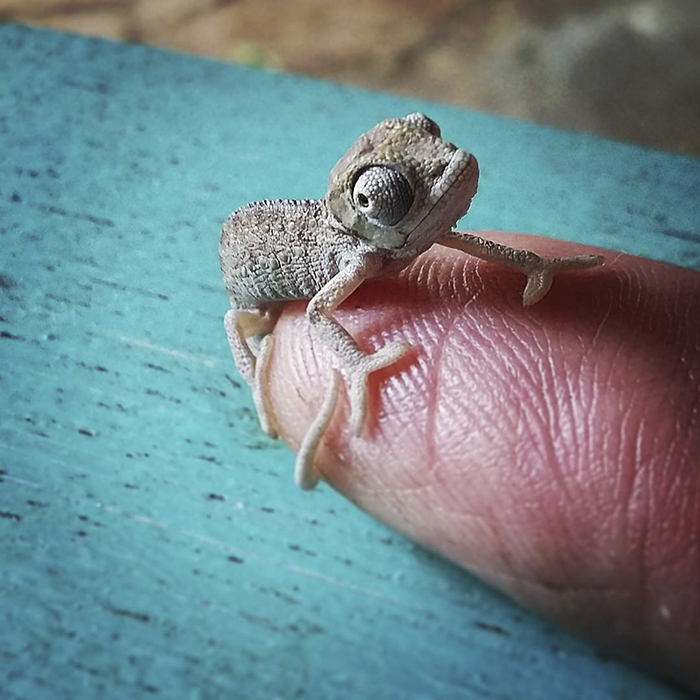 Tiny Chameleon!