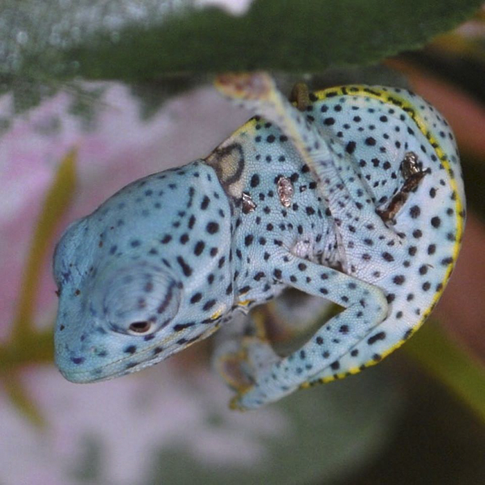 Hang In There! Here's A Baby Deremensis